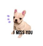 ぶるとんの毎日 frenchie Bullton’s days.（個別スタンプ：13）