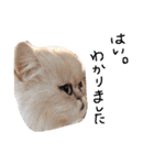 ST☆animal stamp（個別スタンプ：2）
