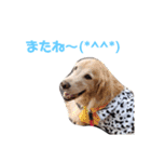 ST☆animal stamp（個別スタンプ：3）