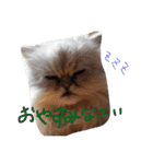 ST☆animal stamp（個別スタンプ：4）