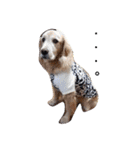 ST☆animal stamp（個別スタンプ：5）