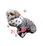ST☆animal stamp（個別スタンプ：6）
