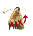 ST☆animal stamp（個別スタンプ：7）
