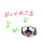 ST☆animal stamp（個別スタンプ：12）