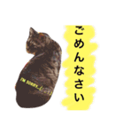 ST☆animal stamp（個別スタンプ：14）