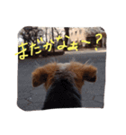 ST☆animal stamp（個別スタンプ：16）