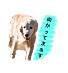 ST☆animal stamp（個別スタンプ：19）
