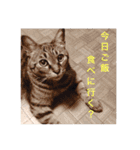 ST☆animal stamp（個別スタンプ：20）