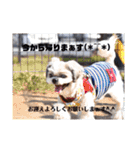 ST☆animal stamp（個別スタンプ：26）