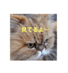ST☆animal stamp（個別スタンプ：27）
