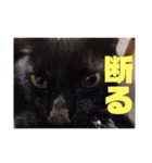 ST☆animal stamp（個別スタンプ：28）