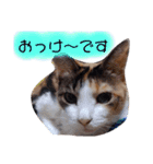 ST☆animal stamp（個別スタンプ：29）