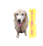 ST☆animal stamp（個別スタンプ：30）