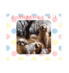 ST☆animal stamp（個別スタンプ：39）