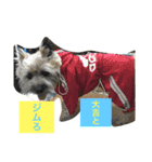 ★大吉と過ごす日々★（個別スタンプ：5）