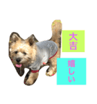★大吉と過ごす日々★（個別スタンプ：7）