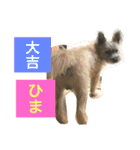★大吉と過ごす日々★（個別スタンプ：8）