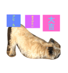 ★大吉と過ごす日々★（個別スタンプ：9）