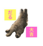 ★大吉と過ごす日々★（個別スタンプ：10）