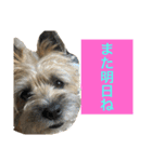 ★大吉と過ごす日々★（個別スタンプ：11）