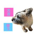 ★大吉と過ごす日々★（個別スタンプ：12）
