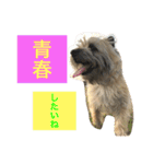 ★大吉と過ごす日々★（個別スタンプ：16）