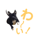 jujuの日常（個別スタンプ：16）