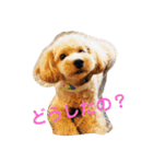 愛犬ロッキー（個別スタンプ：1）