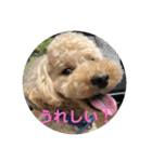 愛犬ロッキー（個別スタンプ：2）