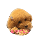 愛犬ロッキー（個別スタンプ：3）
