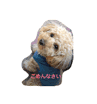 愛犬ロッキー（個別スタンプ：4）