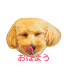 愛犬ロッキー（個別スタンプ：5）