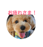 愛犬ロッキー（個別スタンプ：7）