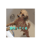 愛犬ロッキー（個別スタンプ：9）