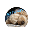 愛犬ロッキー（個別スタンプ：10）