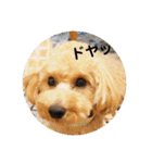 愛犬ロッキー（個別スタンプ：11）