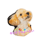 愛犬ロッキー（個別スタンプ：12）