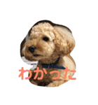 愛犬ロッキー（個別スタンプ：13）