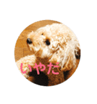 愛犬ロッキー（個別スタンプ：14）