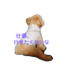 愛犬ロッキー（個別スタンプ：15）