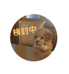 愛犬ロッキー（個別スタンプ：17）