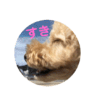 愛犬ロッキー（個別スタンプ：19）