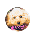愛犬ロッキー（個別スタンプ：20）