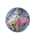 愛犬ロッキー（個別スタンプ：21）