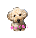 愛犬ロッキー（個別スタンプ：22）