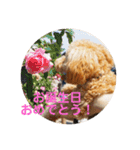 愛犬ロッキー（個別スタンプ：23）