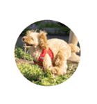 愛犬ロッキー（個別スタンプ：24）