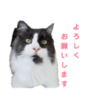 メインクーンのロン君（個別スタンプ：6）