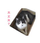 メインクーンのロン君（個別スタンプ：11）