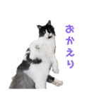 メインクーンのロン君（個別スタンプ：12）